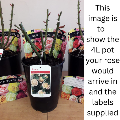 A Whiter Shade of Pale | Hybrid Tea Rose | 4L Potted Rose