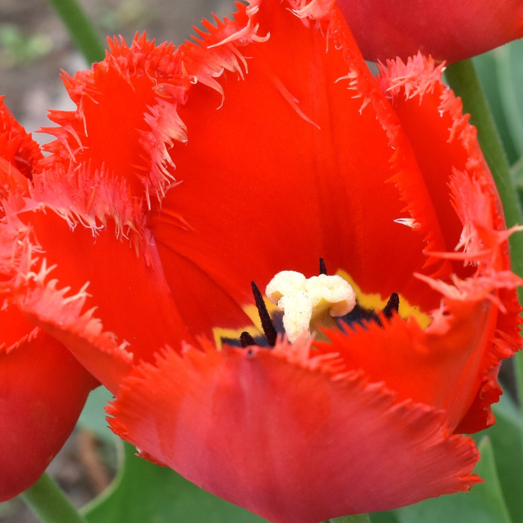 Tulip 'Crystal Beauty' (4 Bulbs)