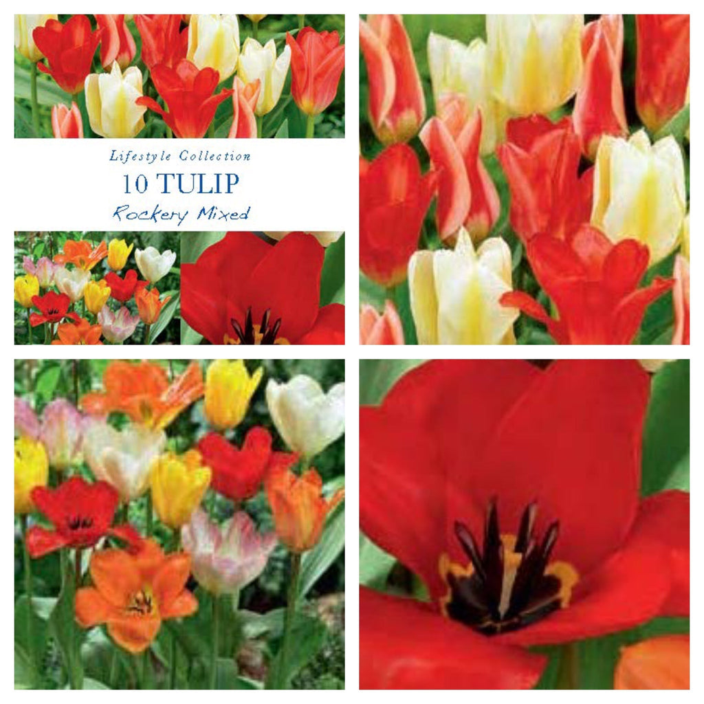 Tulip Dwarf Rockery Mixed Bulbs 12 Bulbs