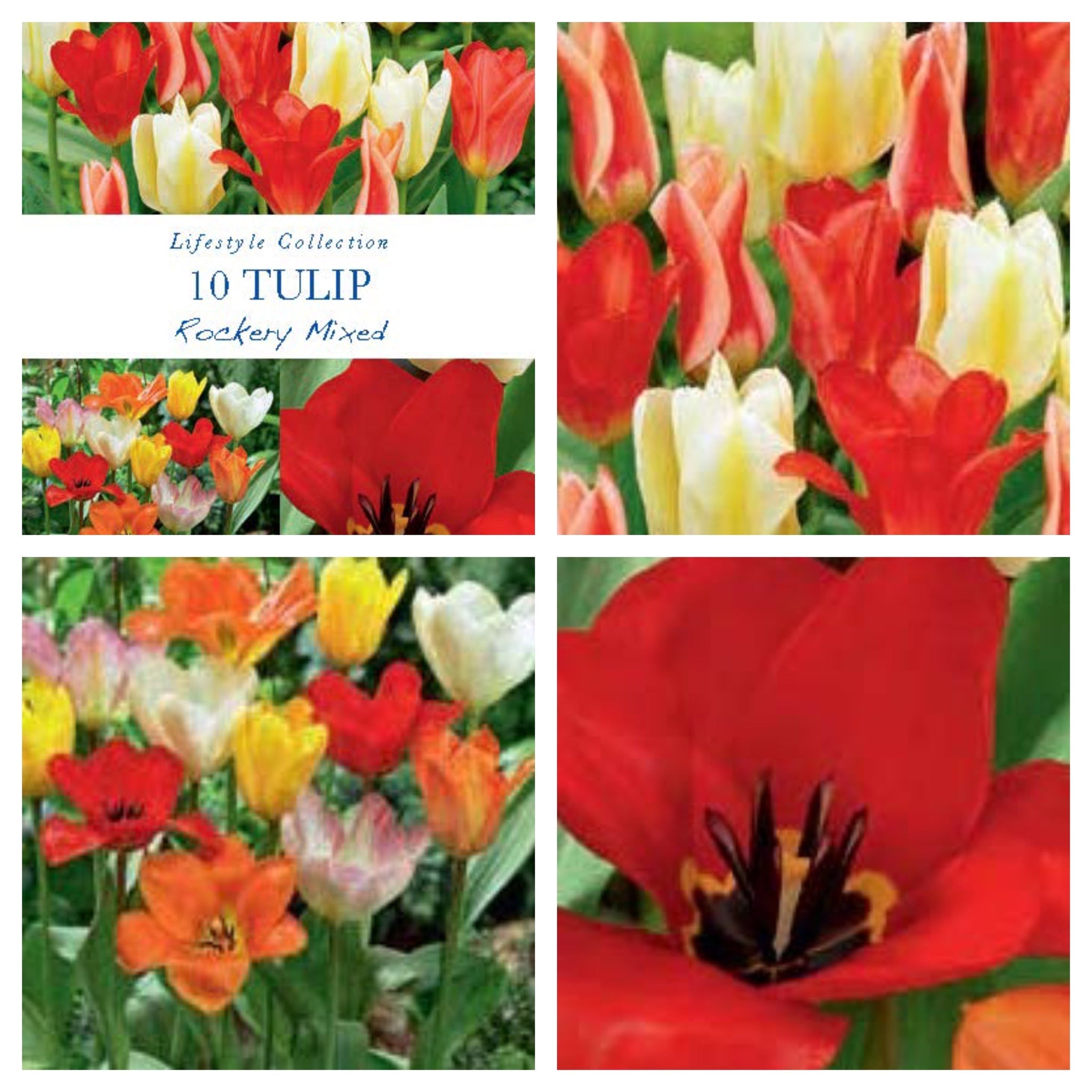 Tulip Dwarf Rockery Mixed Bulbs 12 Bulbs