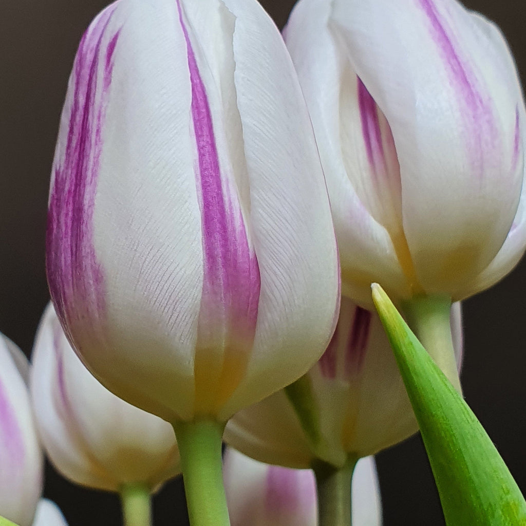 Tulip 'Flaming Flag' (4 Bulbs)