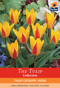 Tulip 'Giuseppe Verdi' (6 Bulbs)