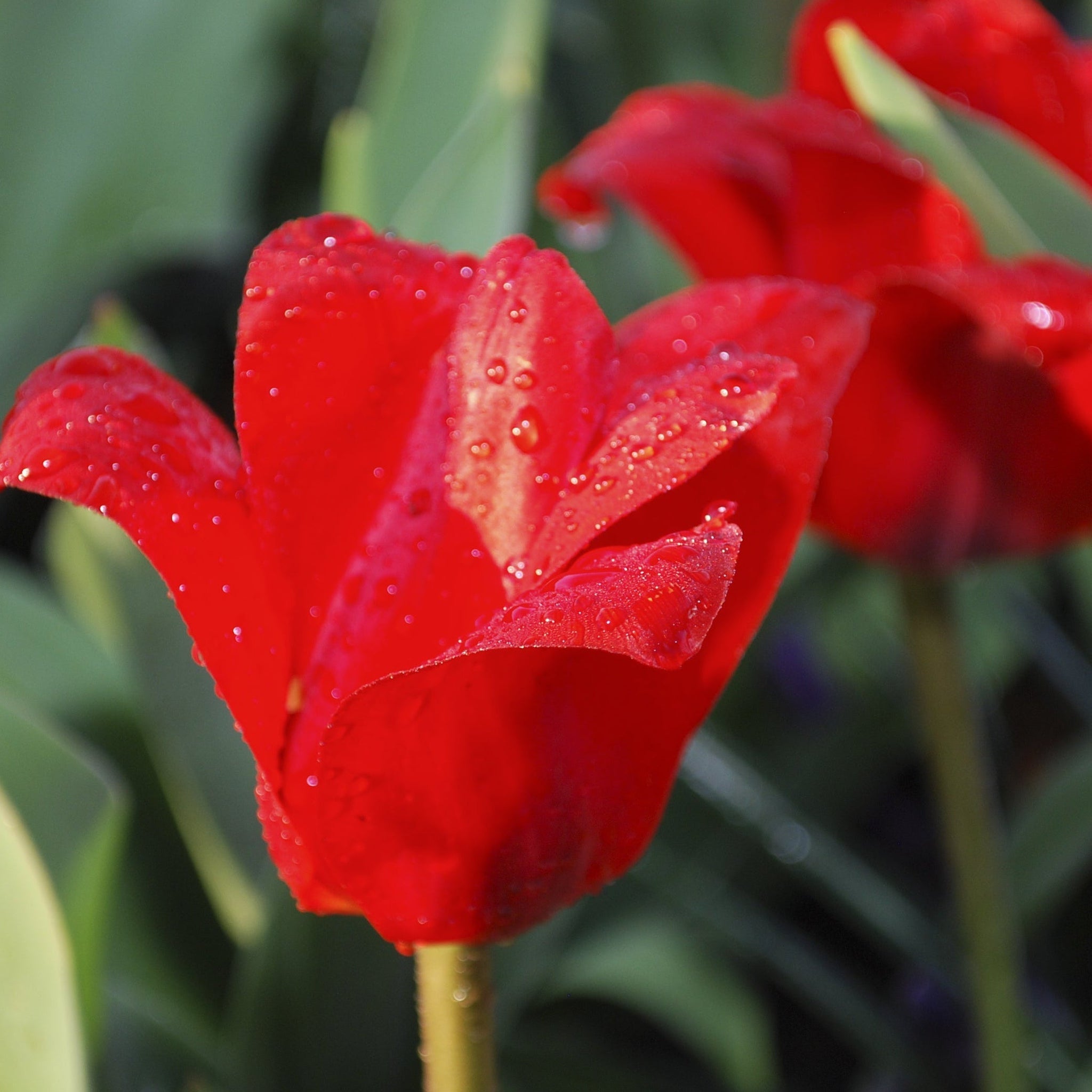 Tulip 'Showwinner' (5 Bulbs)