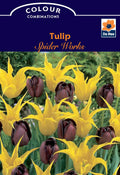 Tulip Spider Works (6 Bulbs)