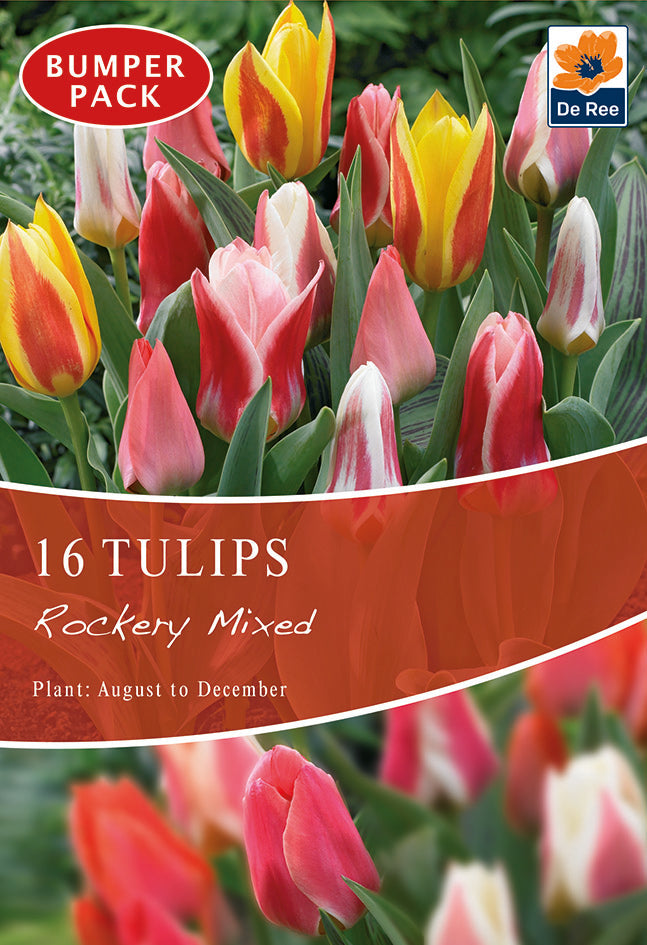 Tulip Dwarf Rockery Mixed Bulbs 12 Bulbs