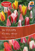 Tulip Dwarf Rockery Mixed Bulbs 12 Bulbs