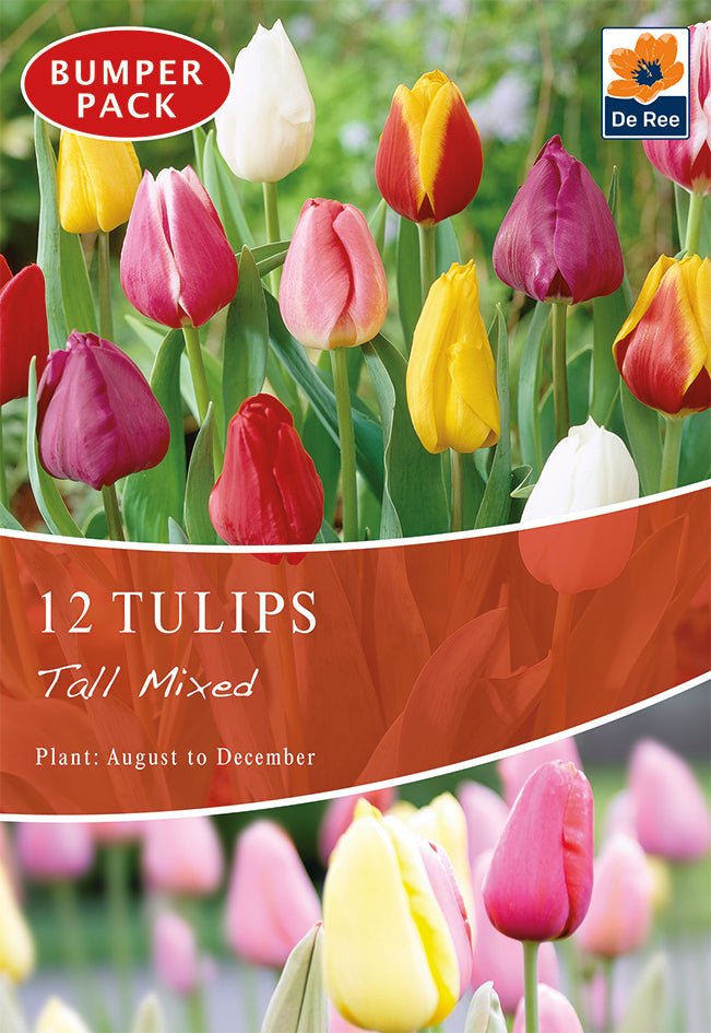 Tulips Tall Mixed (12 Bulbs)