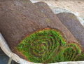Premier Lawn Turf *Bulk Buy Saver* FREE Delivery