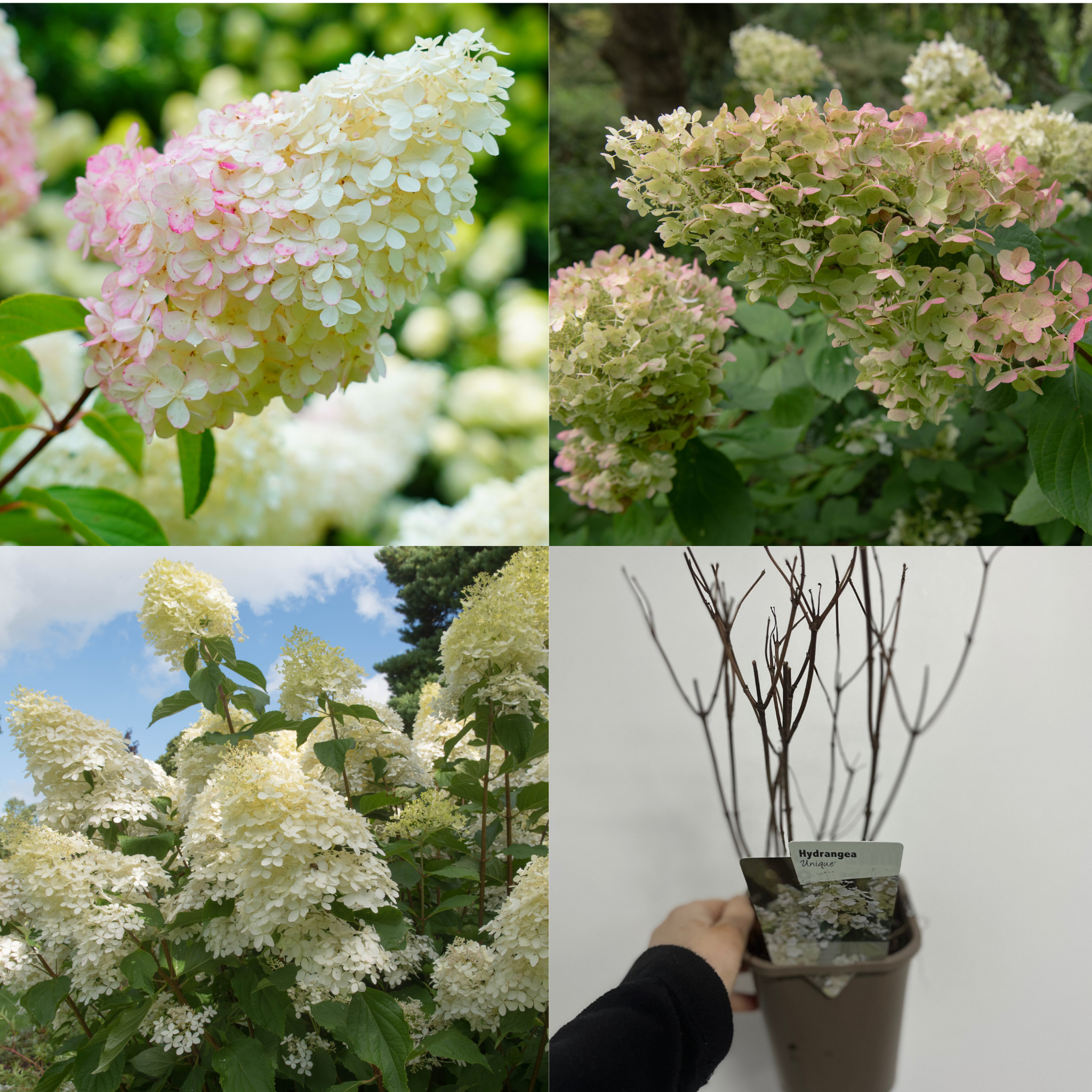3 x Hydrangea paniculata Mix 1L (30-40cm inc pot)