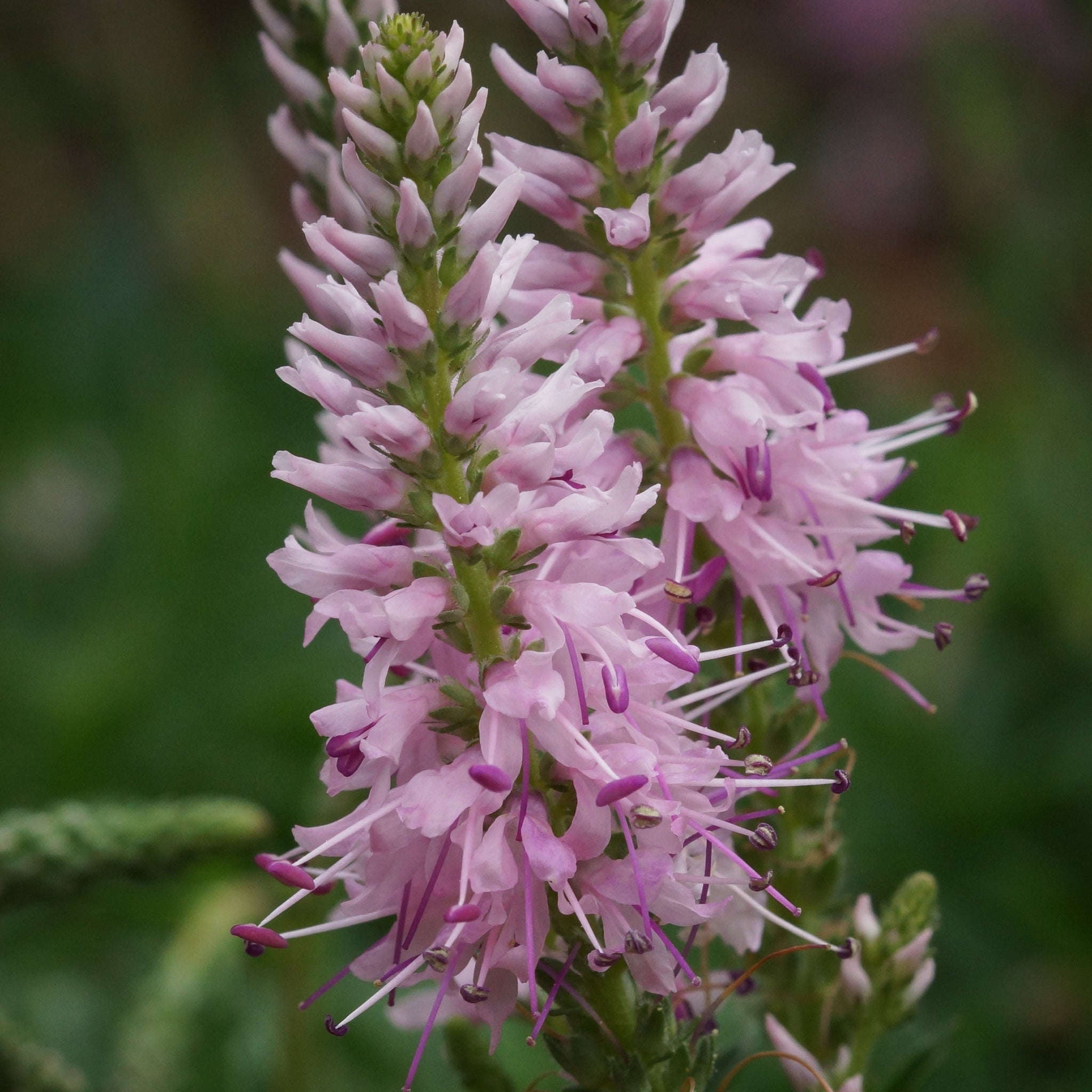 Veronica - Pink Glow 9cm
