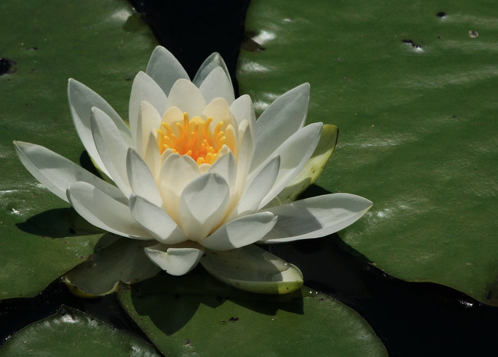 Virgania water lily - pond plants - LW26