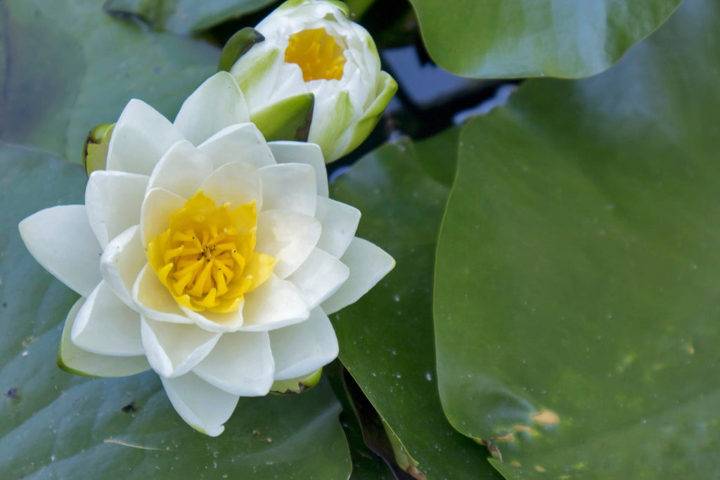 Virganilis water lily - pond plants - MW28