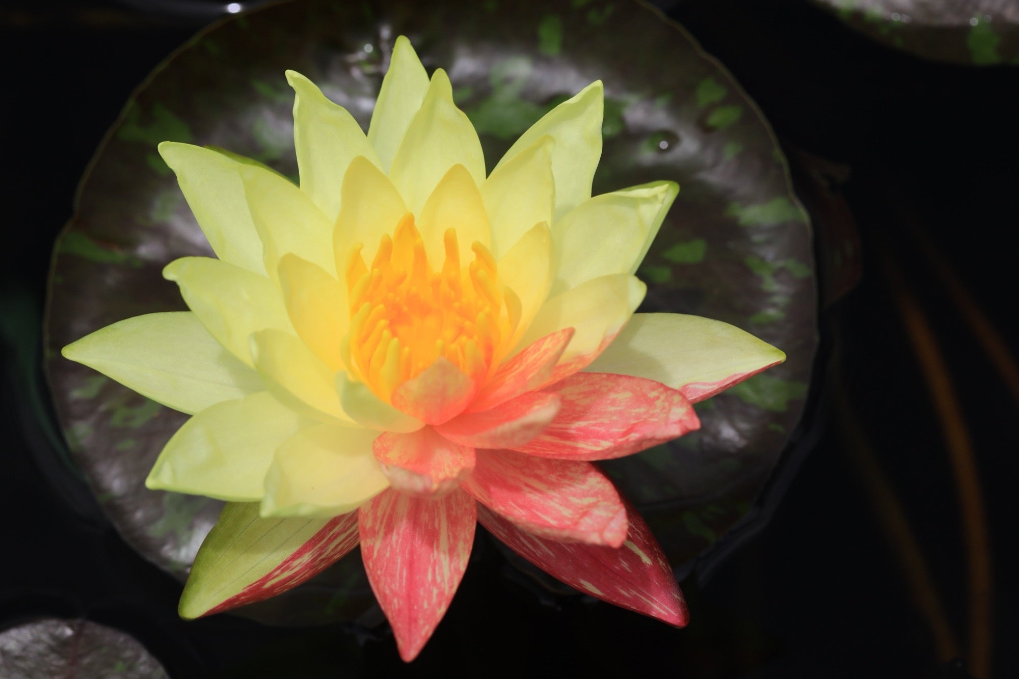 Wanvisa water lily - pond plants - LW27