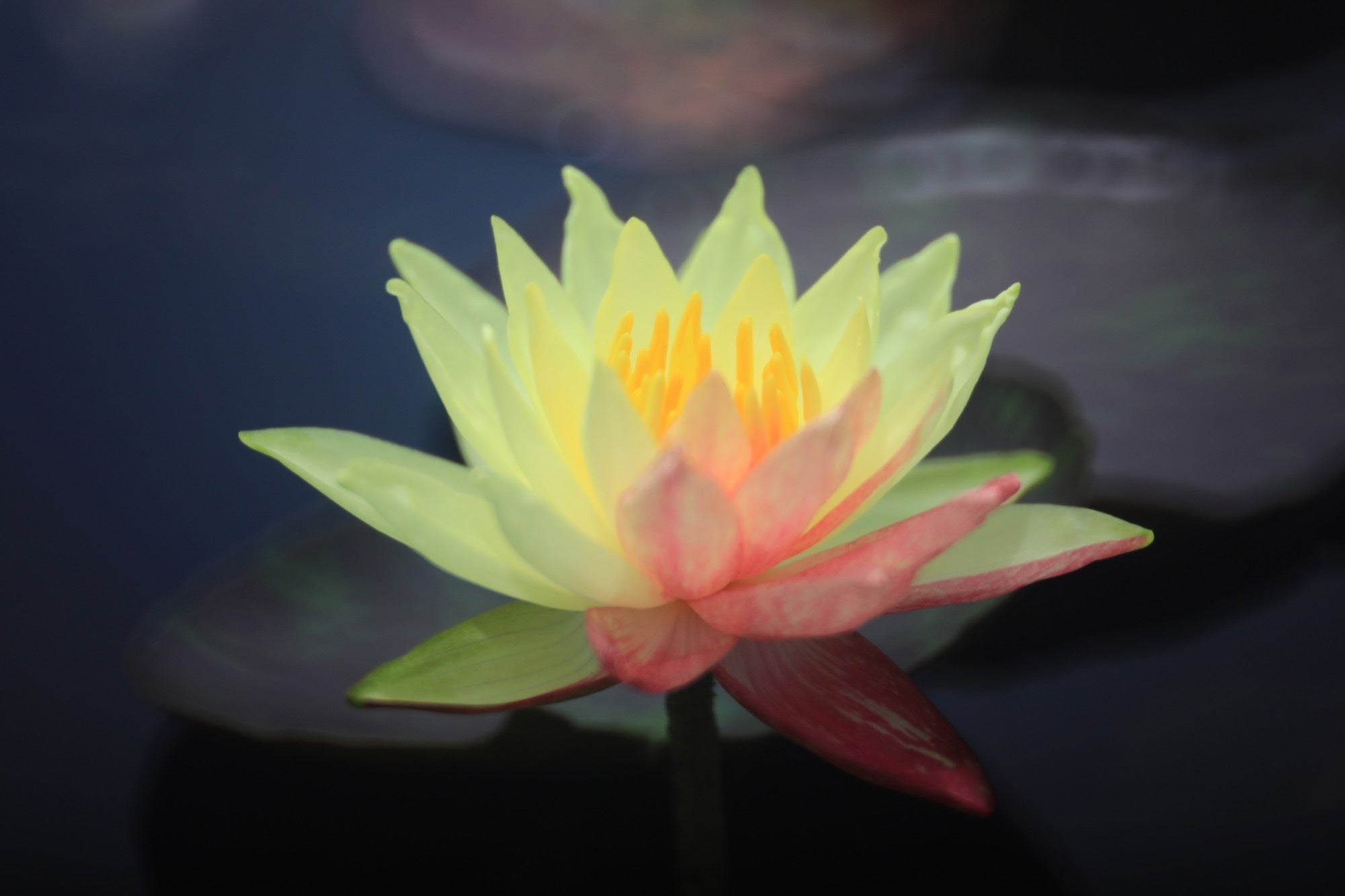 Wanvisa water lily - pond plants - LW27