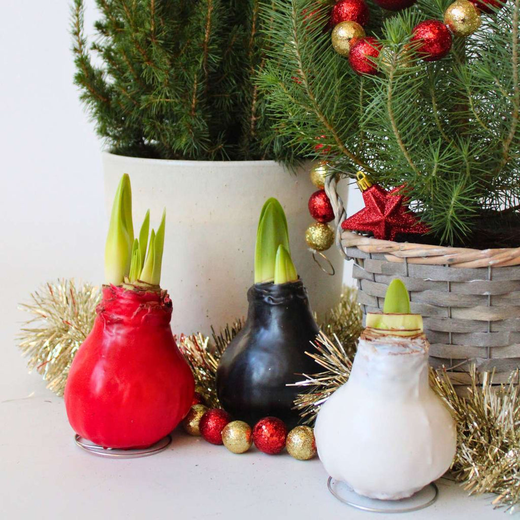 Amaryllis - Hippeastrum 'Wax White' - Flower Bulb - Red