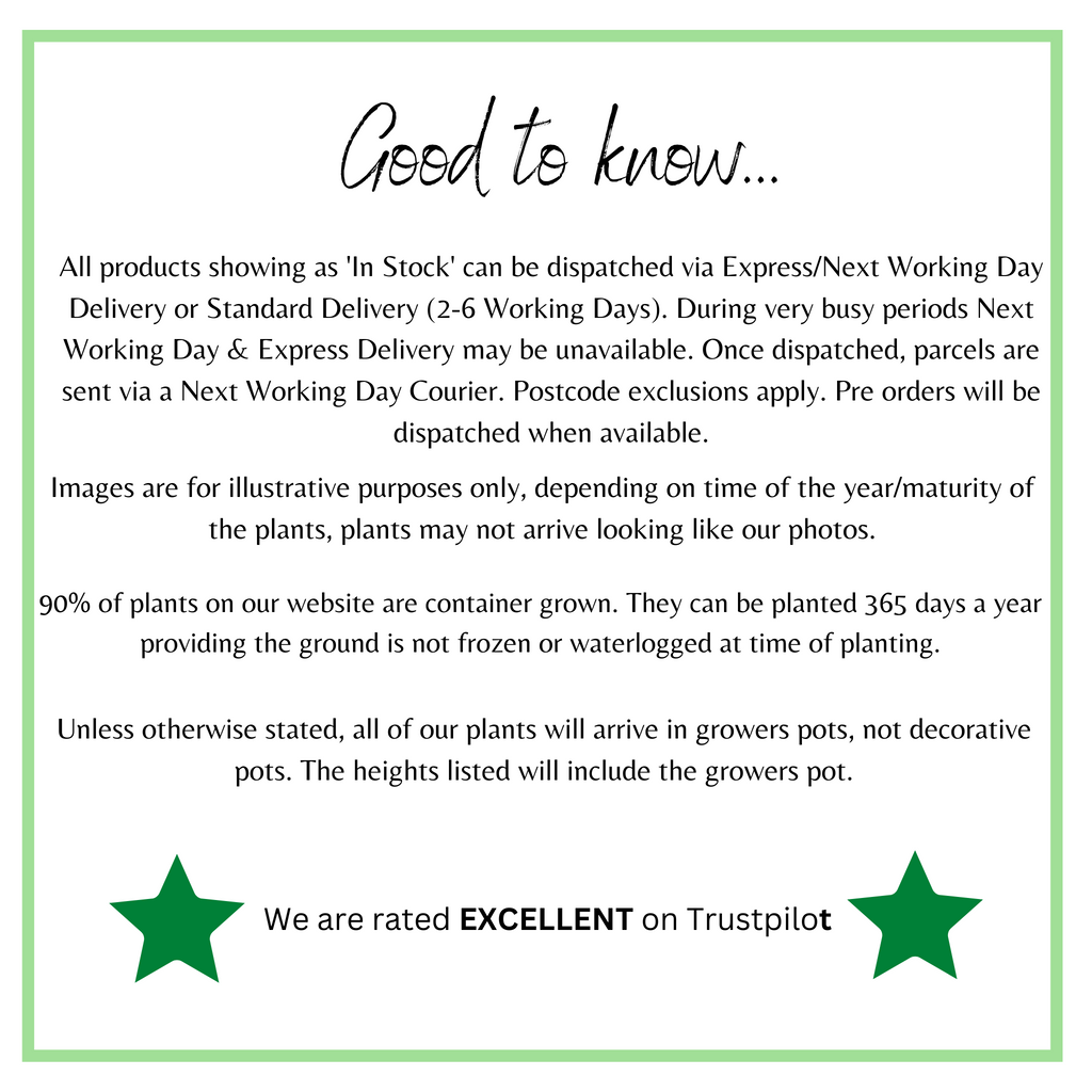 3 x Trailing Petunias (3 x 9cm Pots)