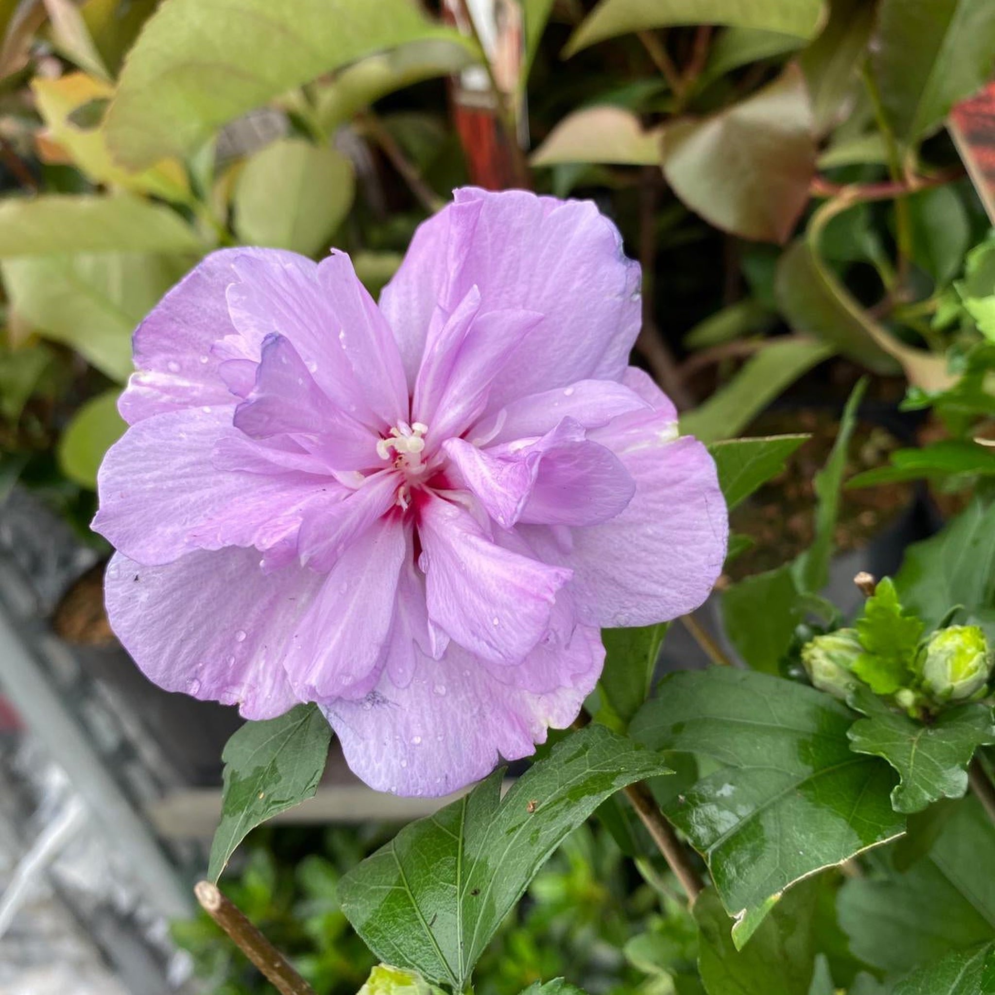 Hibiscus Syriacus 'Ardens' - Pink