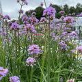 Verbena 'Buenos Aires' 3L