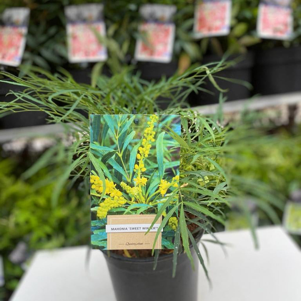 Mahonia 'Sweet Winter' 5L