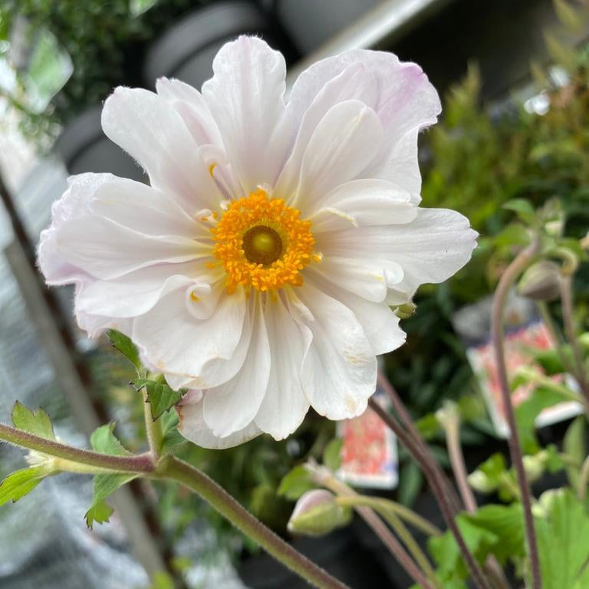 Anemone 'Dainty Swan' 3L