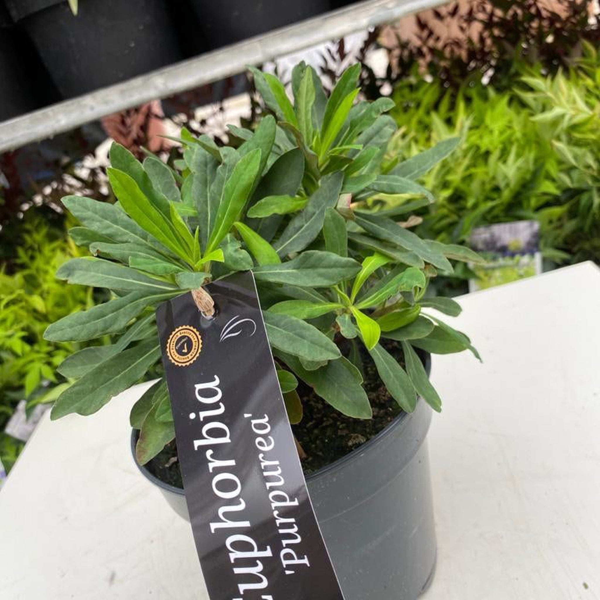 Euphorbia Amygdaloides 'purpurea' 9cm/2L