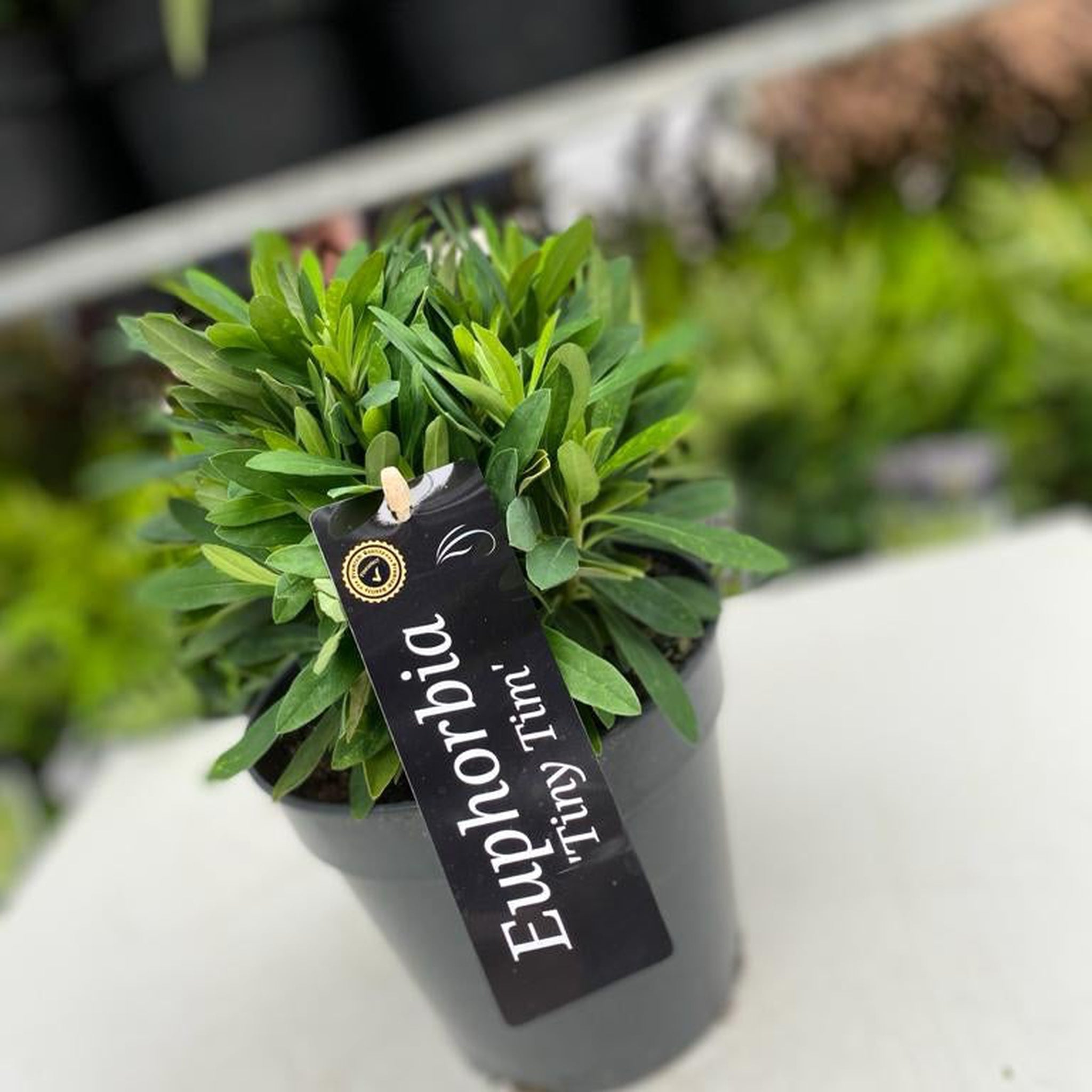 Euphorbia x martinii  'Tiny Tim' 9cm/2L