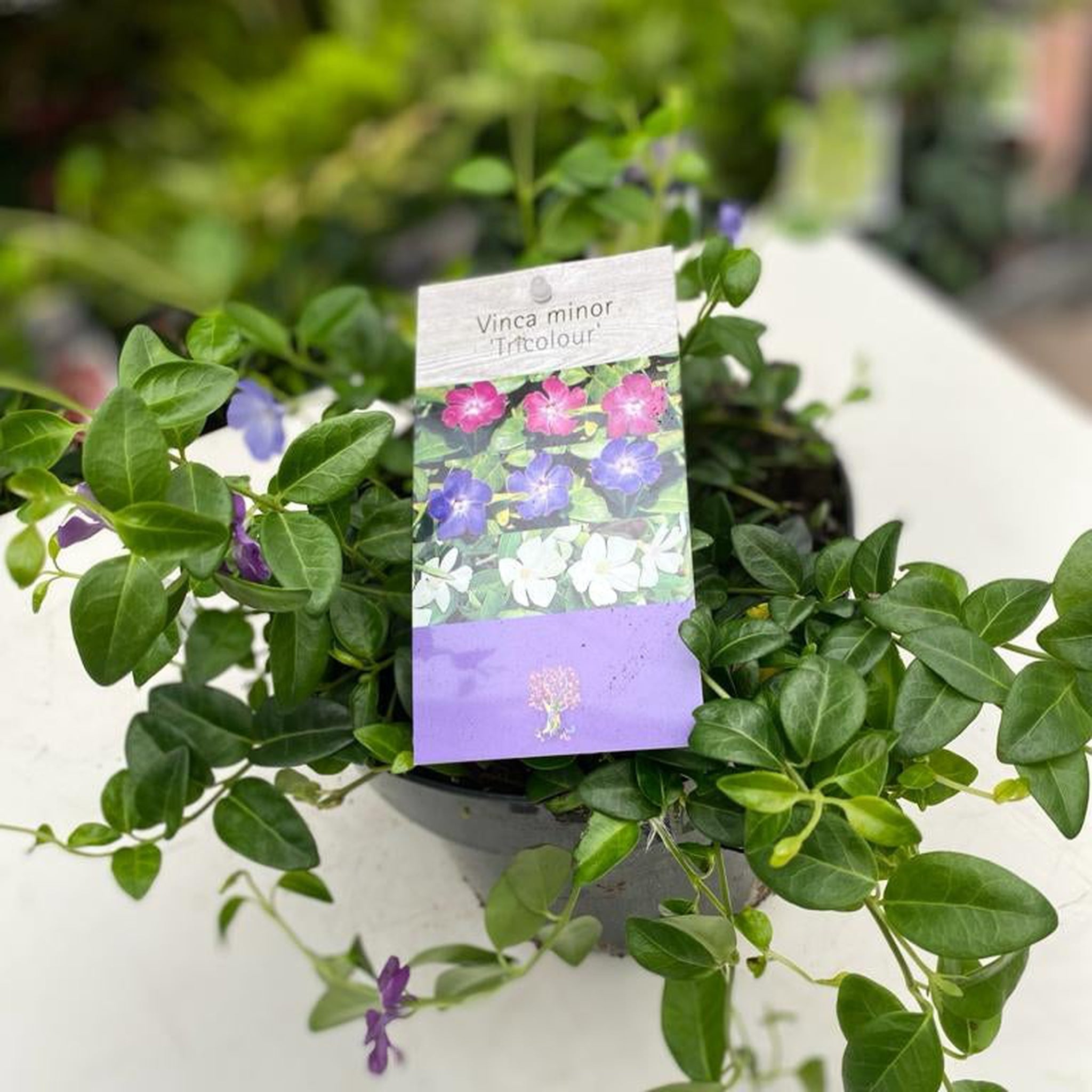 Vinca minor Tricolour | Periwinkle | 2L
