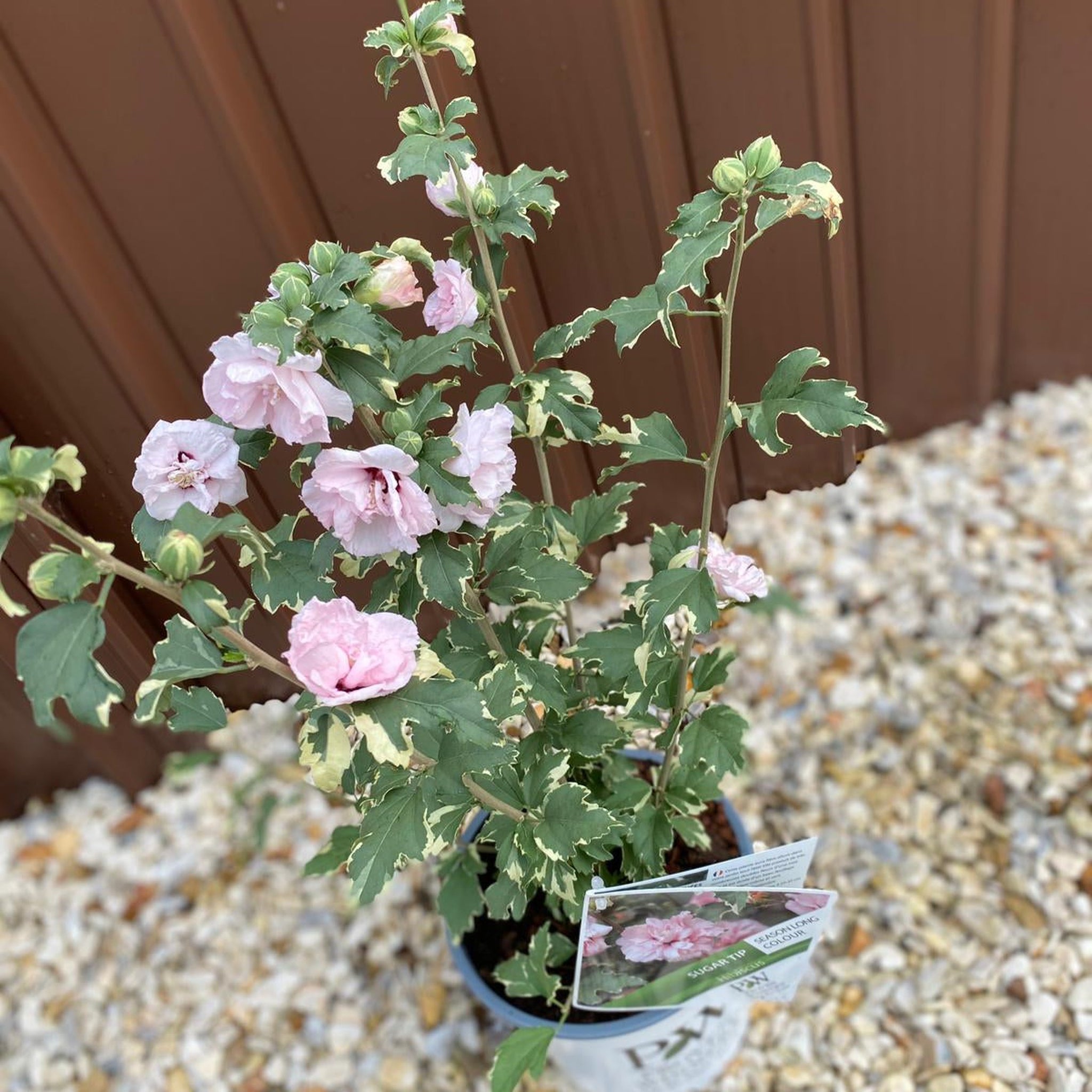Hibiscus 'Sugar Tip' 3L
