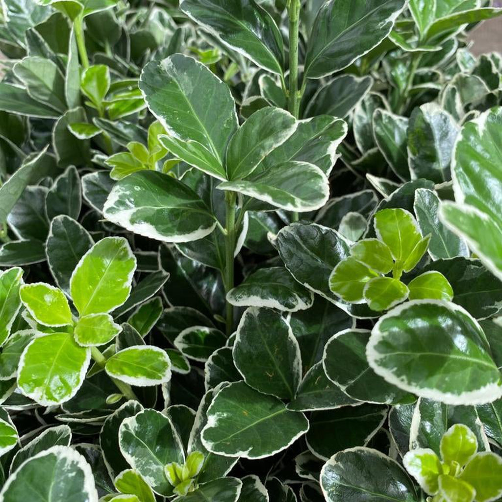 Euonymus fortunei ‘Emerald Gaiety’ 1L / 5L