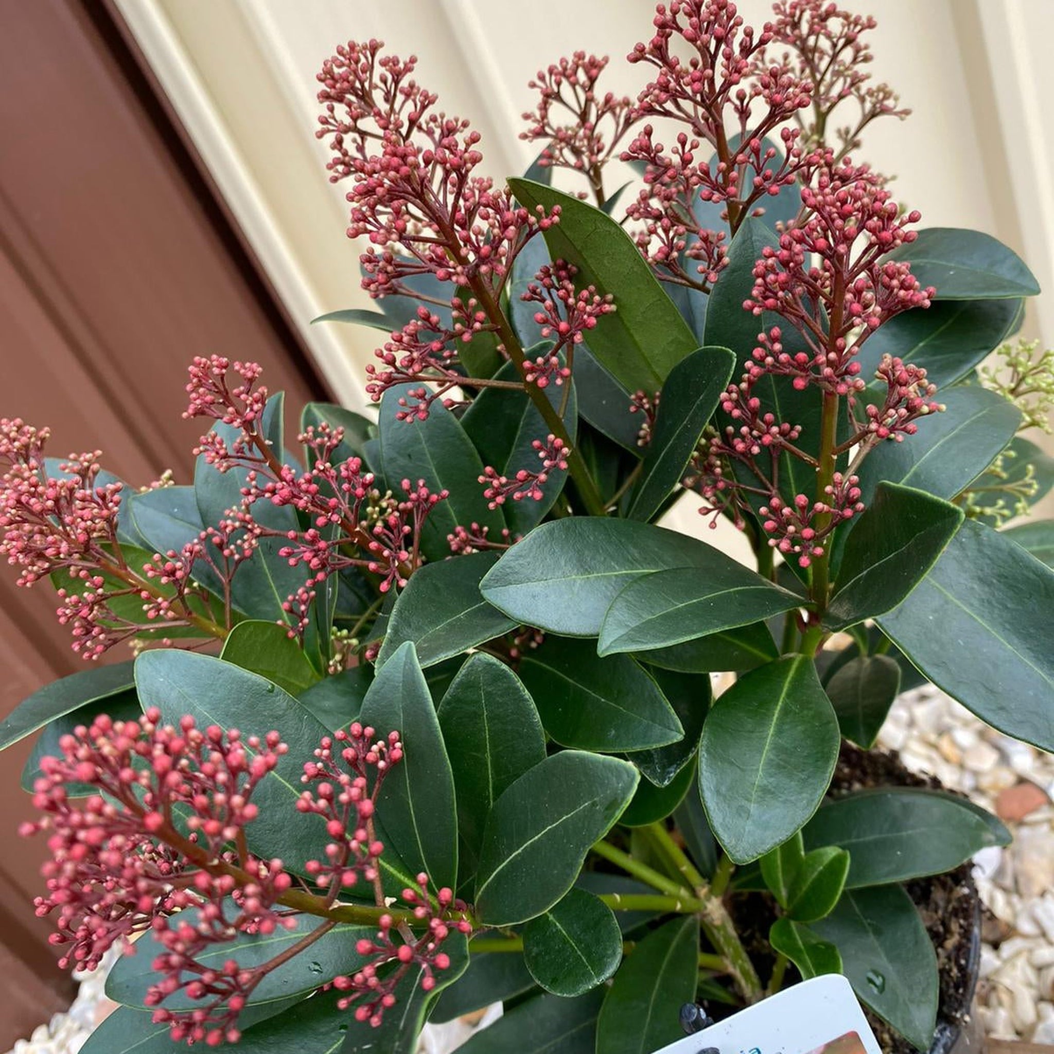 Skimmia japonica Rubella (Including Gift Wrap)