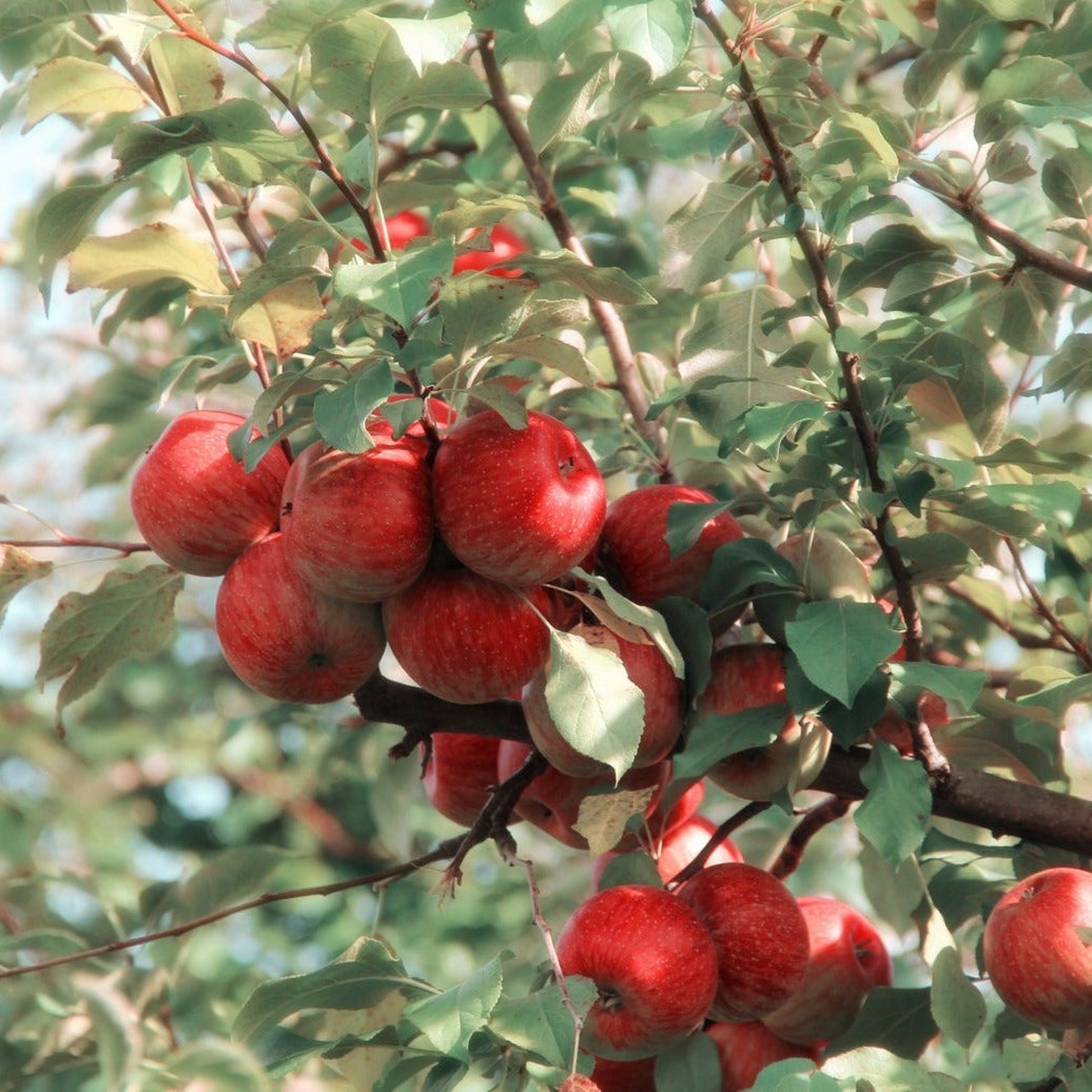 Dwarf/Patio Apple Tree 'Elstar' (Two sizes available)