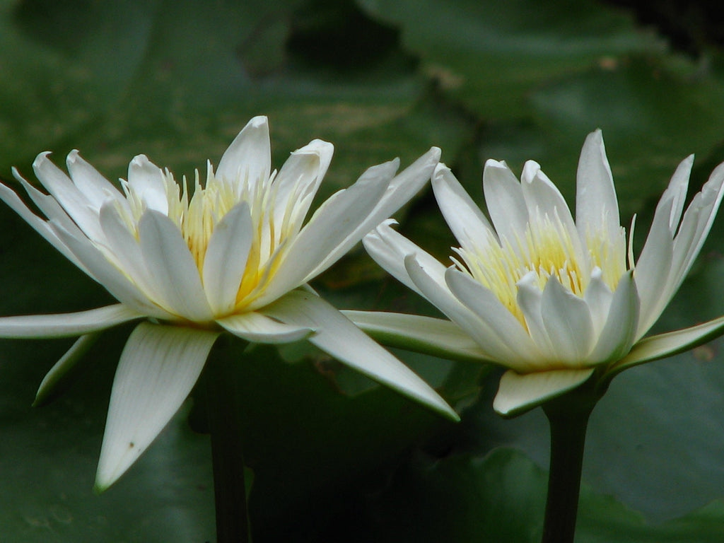 White Gladstoniana water lily - pond plants - VLW05