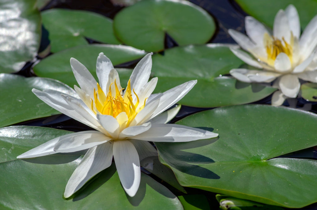 White Hermine water lily - pond plants - LW11