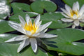 White Hermine water lily - pond plants - LW11