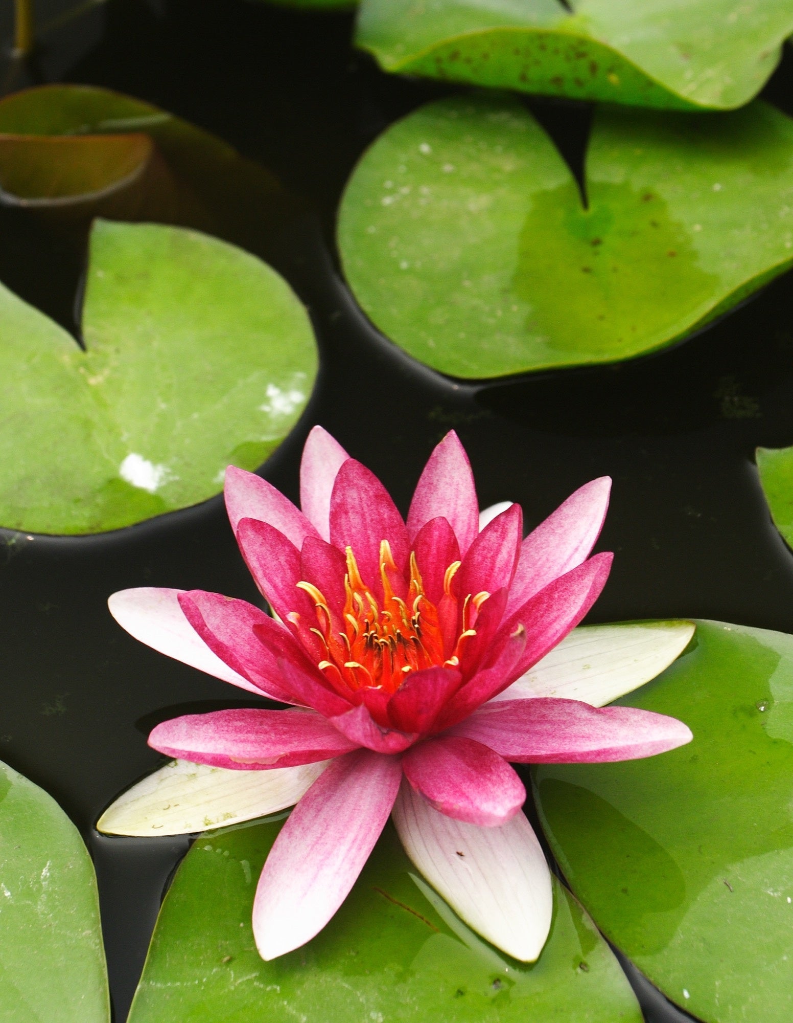 Xue Fei water lily - pond plants - DW11