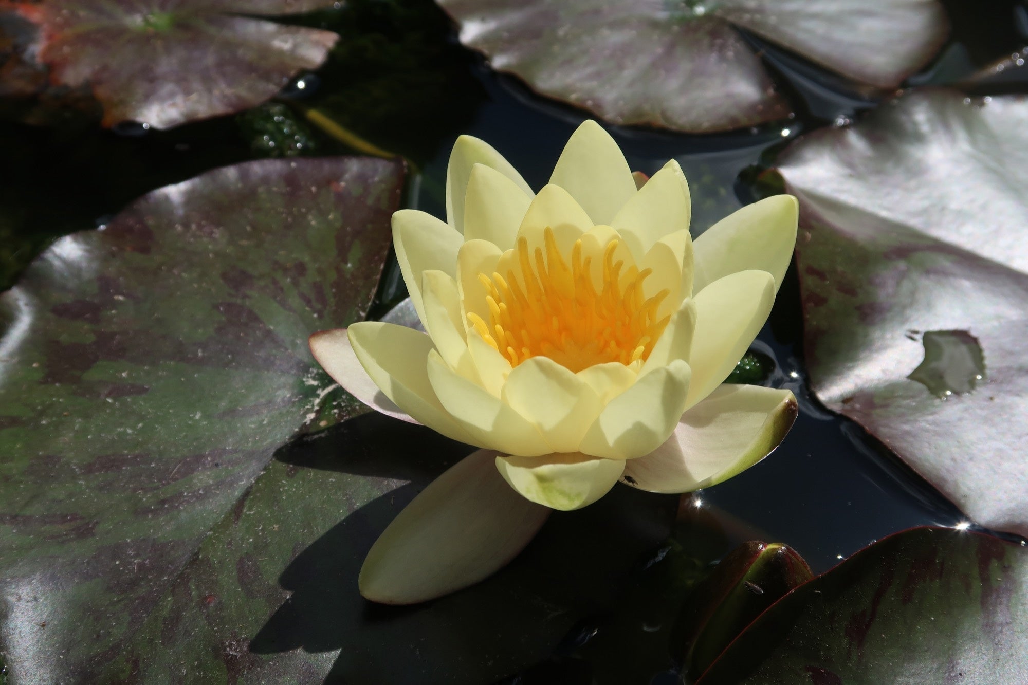 Yellow Sensation water lily - pond plants - MW30