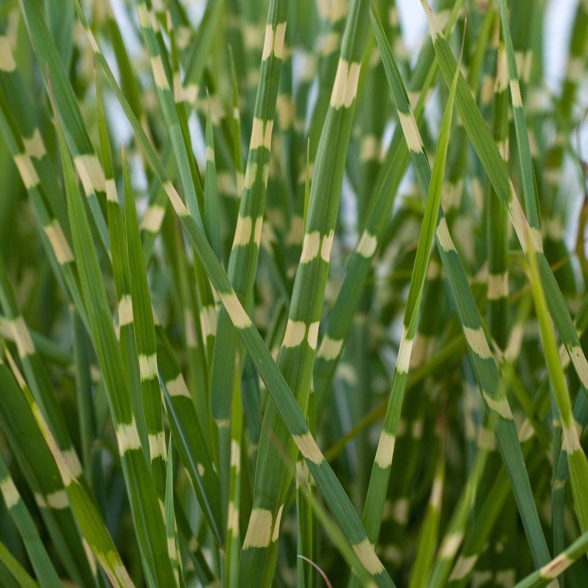 Miscanthus sinensis 'Little Zebra' Grass (Including Gift Wrap)