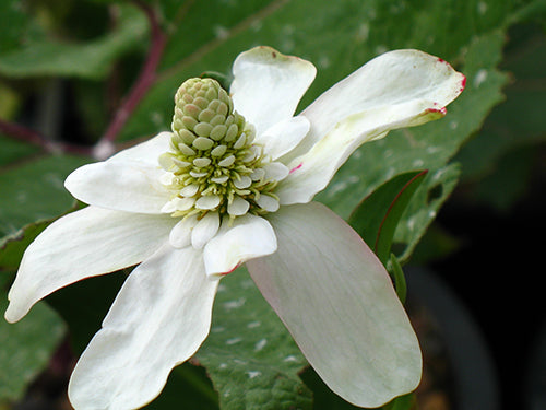 Anemonopsis californica (Apache beads) - MP009 Packs