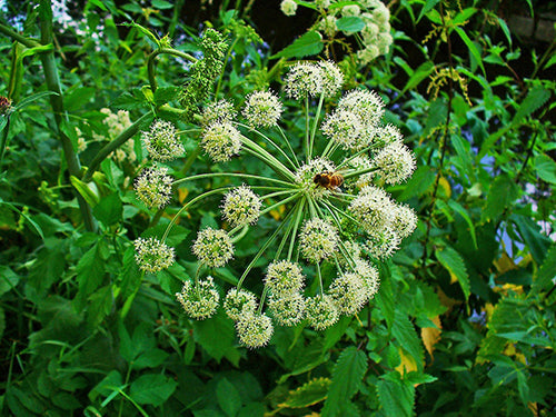 Angelica Archangelica - BP007 Packs
