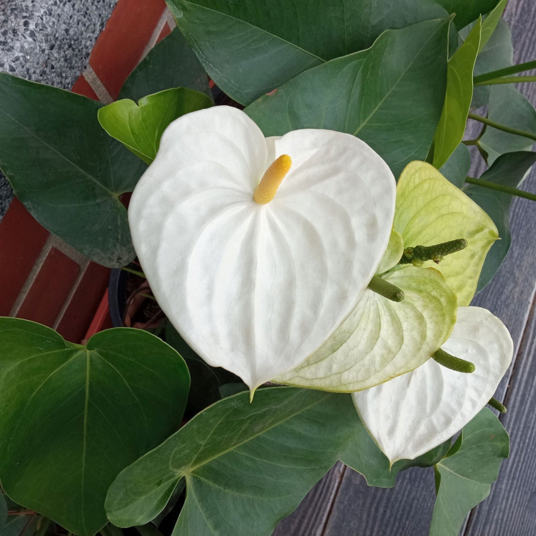 Anthurium - White 40-50cm