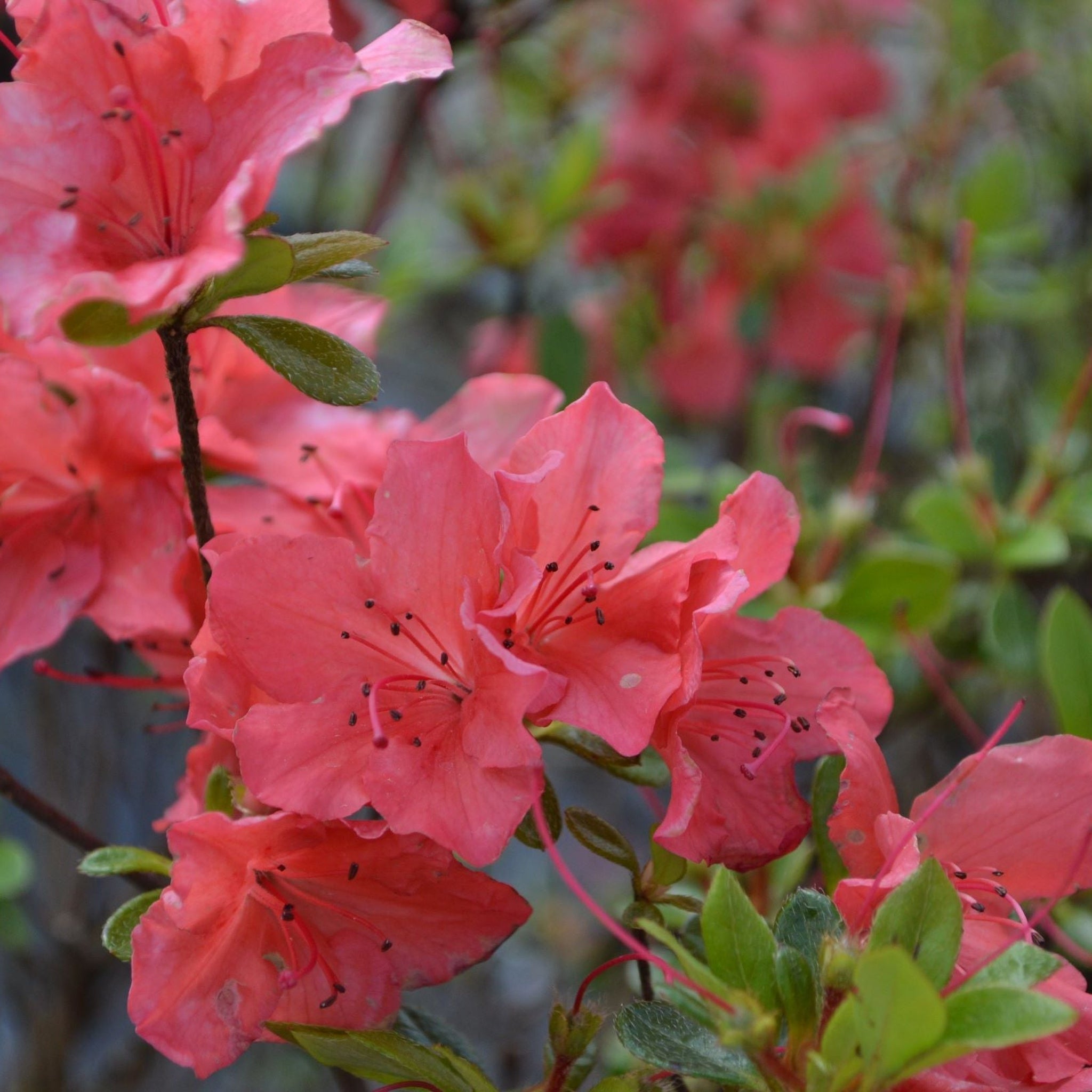 Azalea Japonica 'Orange Beauty' 9cm/2L/5L