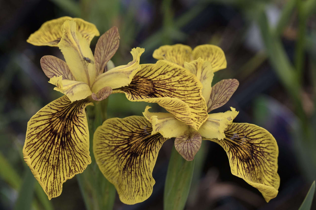Iris pseudacorus 'Berlin Tiger' - Marginal Pond Plants - MP059