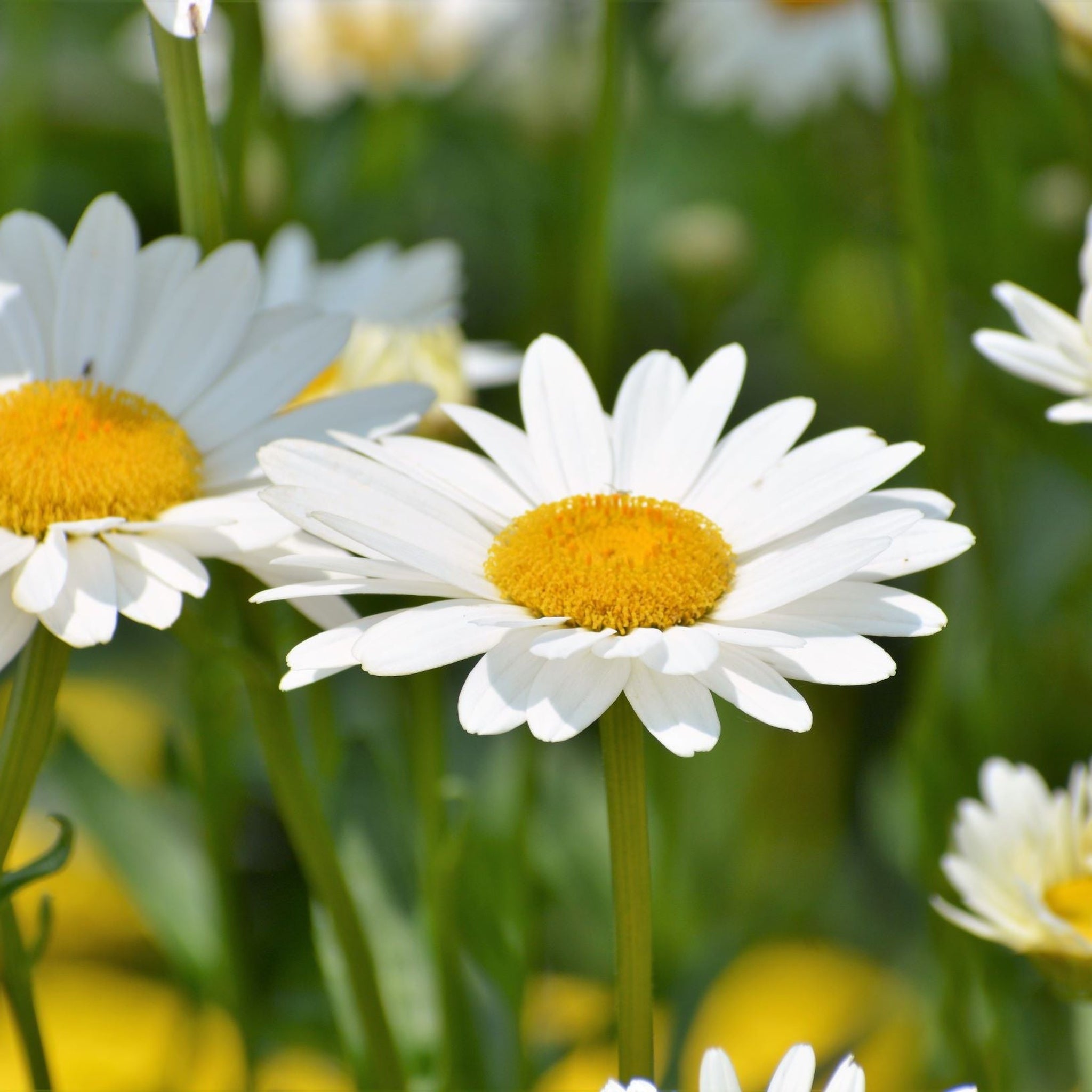 Leucanthemum x superbum Madonna'  9cm/1.5L