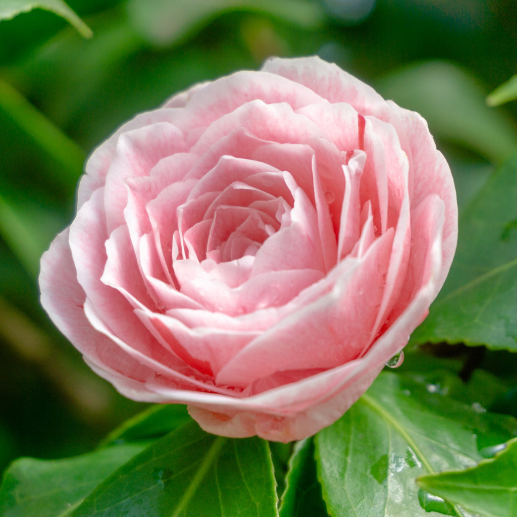 Camellia japonica Bonomiana 40-50cm / 90-100cm