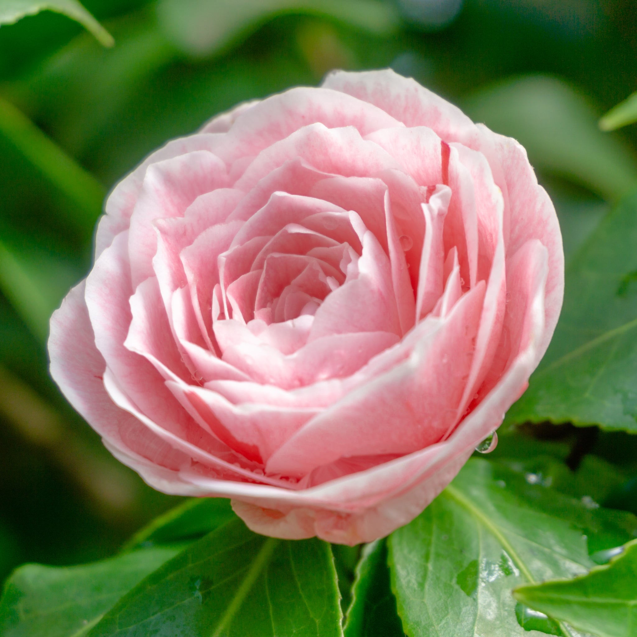Camellia japonica Bonomiana 40-50cm / 90-100cm