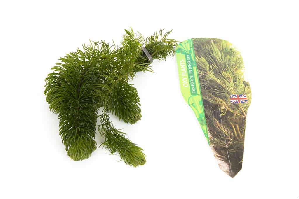 Ceratophyllum Demersum - oxygen plant - pond plant - water plant - OX003
