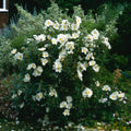 Cistus x Florentinus Rock Rose 10L