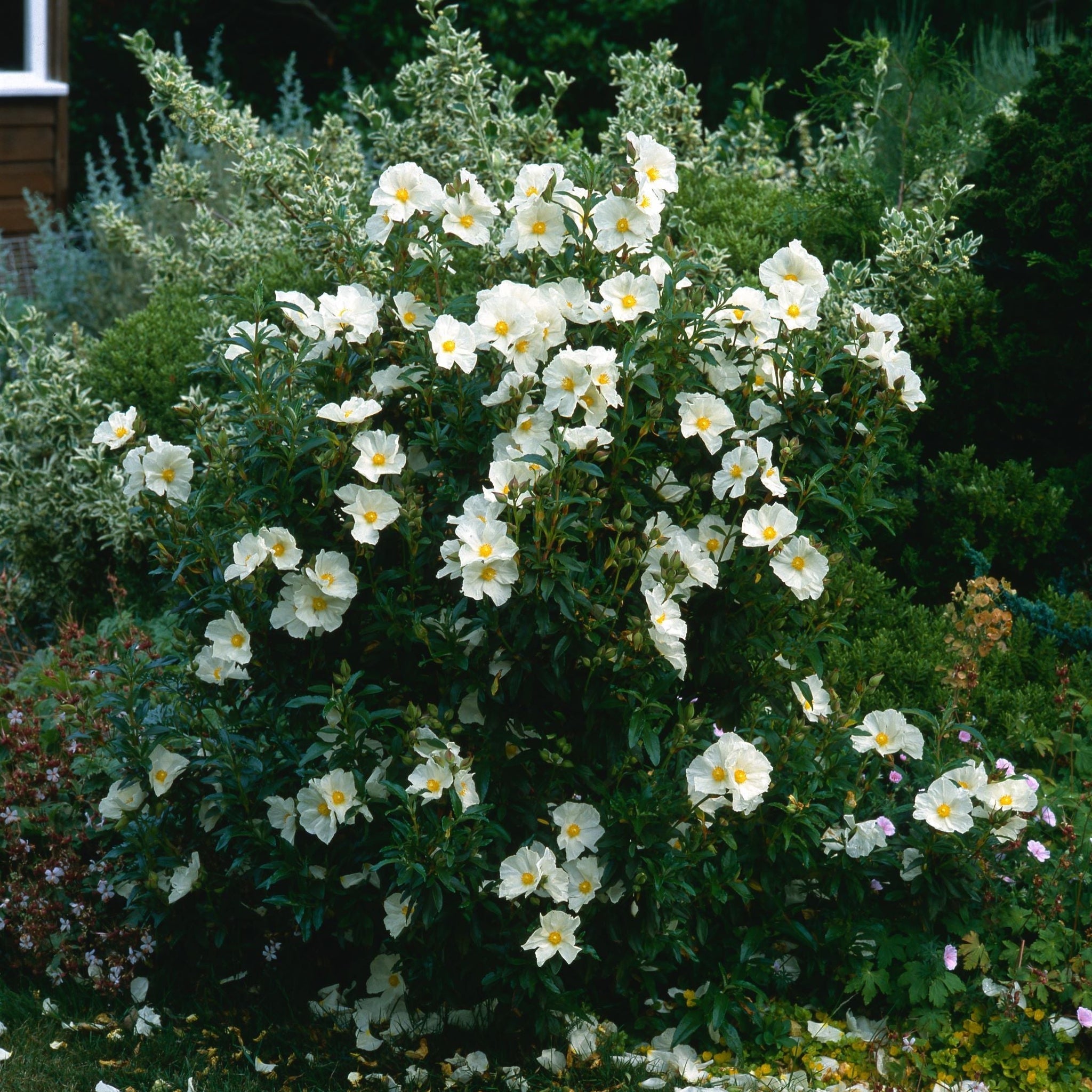 Cistus x Florentinus Rock Rose 10L