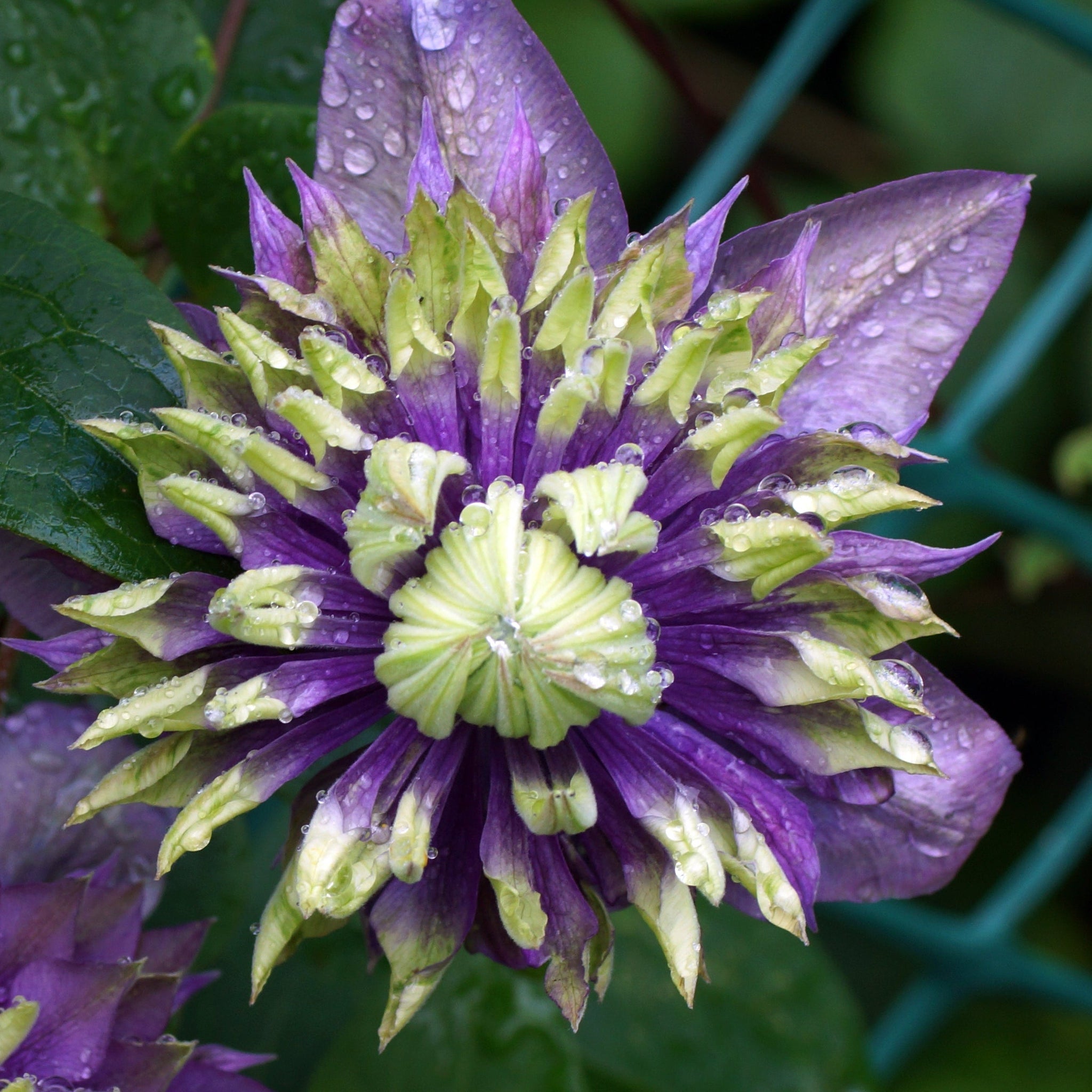 Clematis florida 'Taiga' 75-85cm