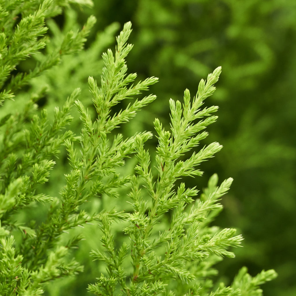 Goldcrest Conifer 'Wilma' (4 sizes available)